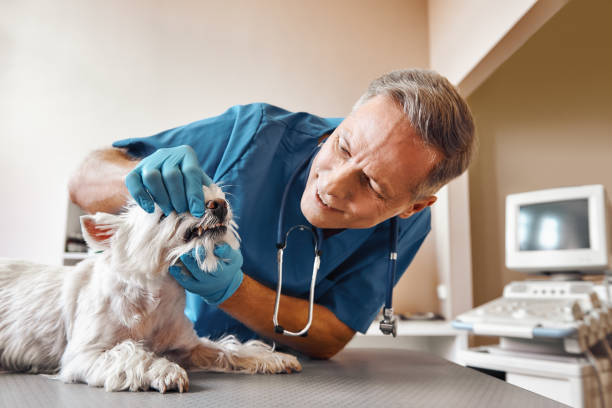 Best Emergency Dental Services Near Me  in Churchville, PA